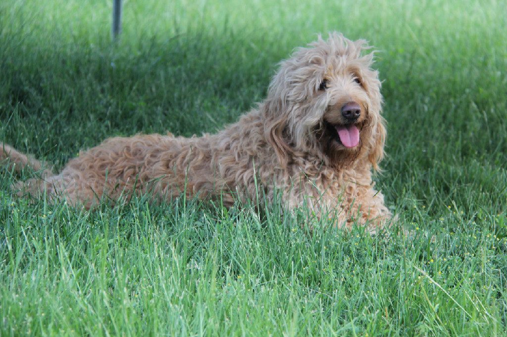 goldendoodle bear