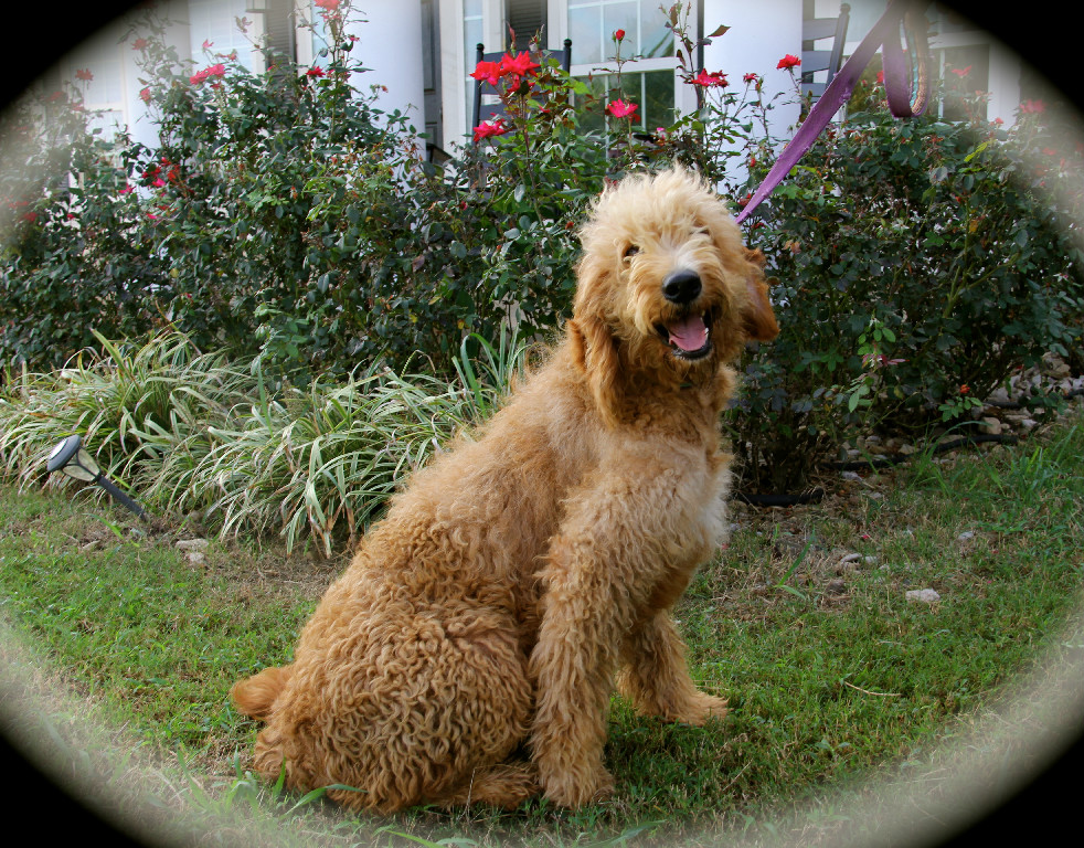 goldendoodle f1 standard