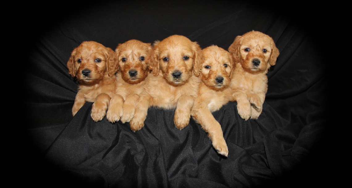 austin golden doodles