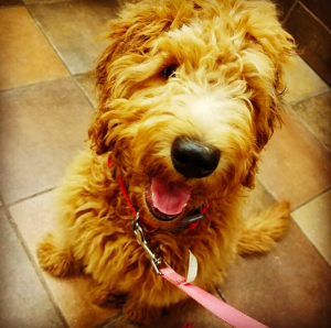 mini goldendoodle dfw