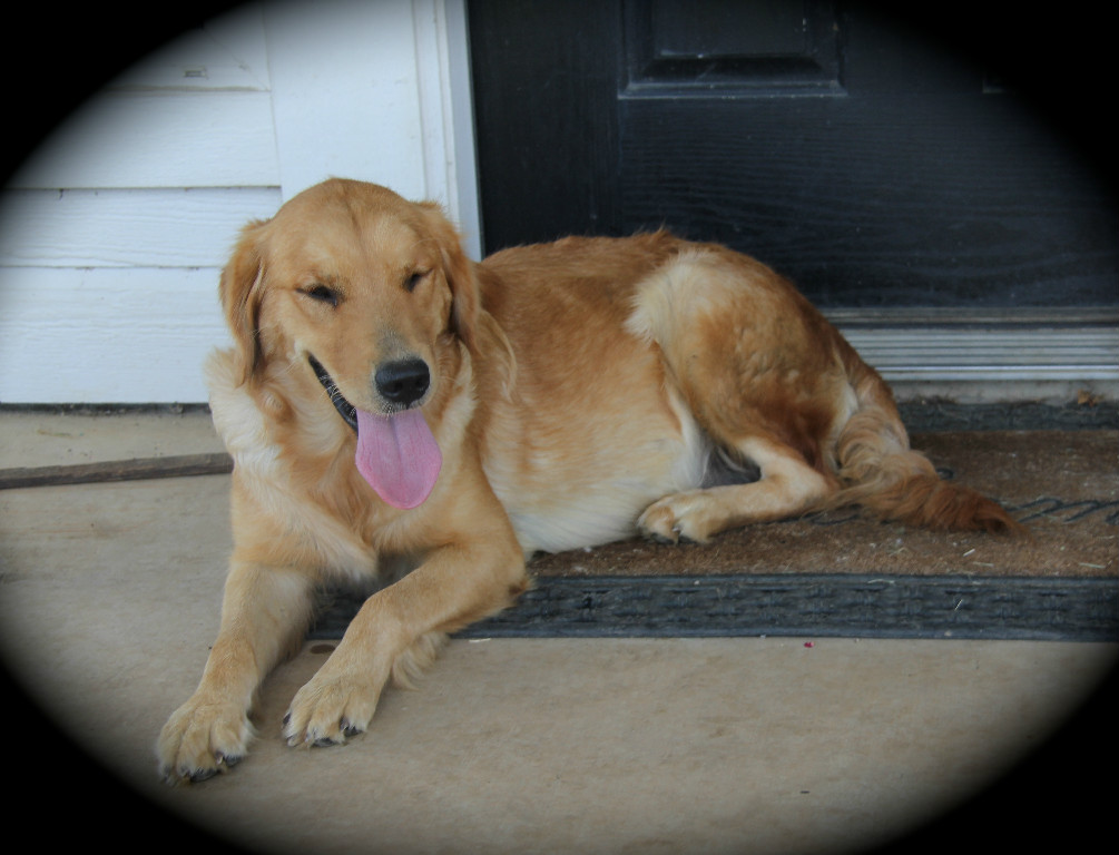 Mandy Small Golden Retriever Goldendoodle Puppies Texas