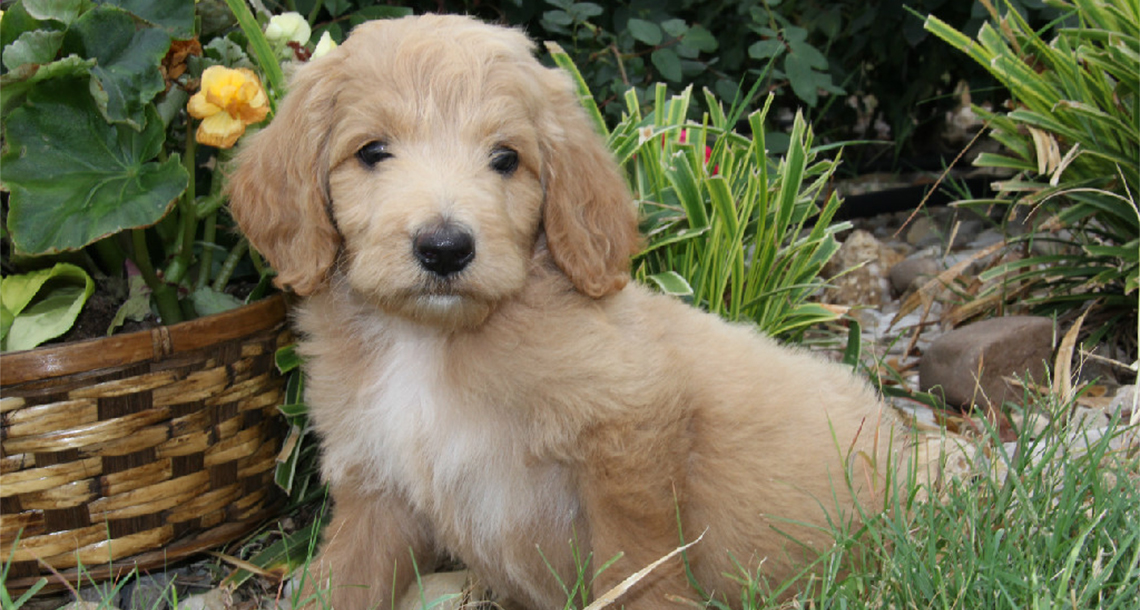 goldendoodle ranch