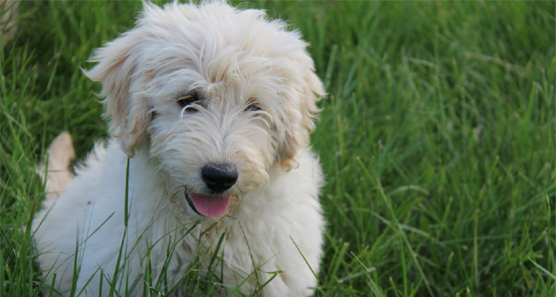 goldendoodle ranch