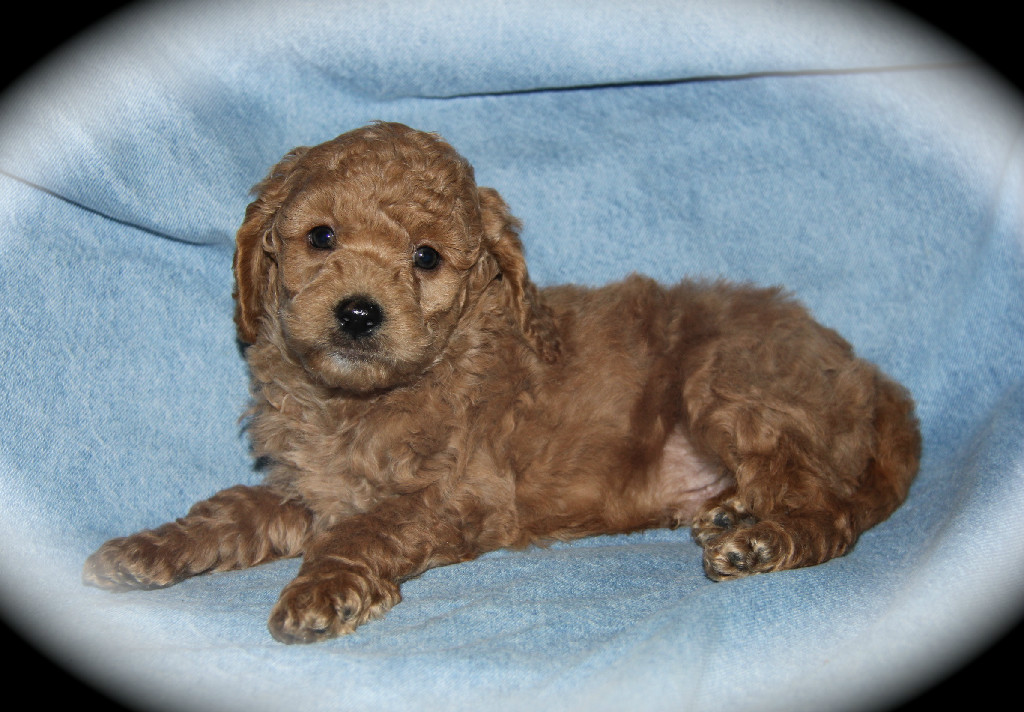 goldendoodle puppies dfw