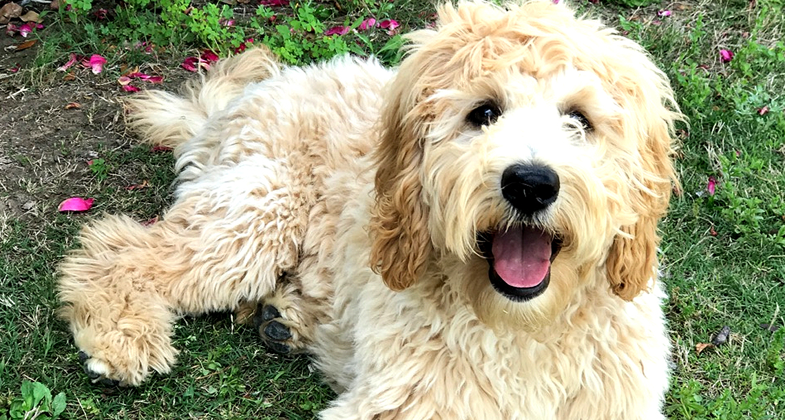 goldendoodle ranch