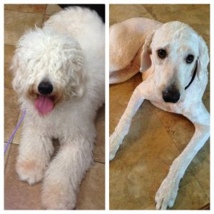 grooming a curly goldendoodle